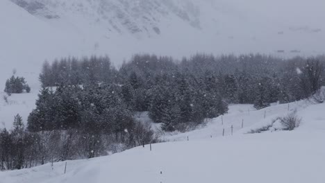 Frosty-fog-veils-mountain-pine-trees-in-an-icy-embrace