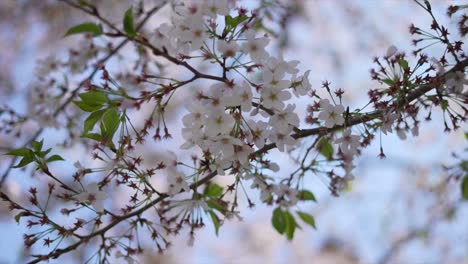 Flor-De-Cerezo,-Flor-Japonesa,-Ciudad-De-Tokio-En-Japón