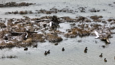 Ducks-Swimming-On-The-Swamps-Near-Lake-Sequoyah-In-Arkansas,-USA