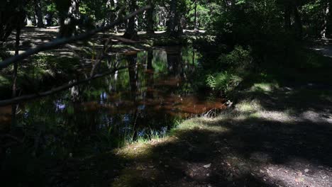 Waldbach-Im-Gefleckten-Sonnenlicht-Im-Sommer-Im-New-Forest,-Hampshire,-Großbritannien