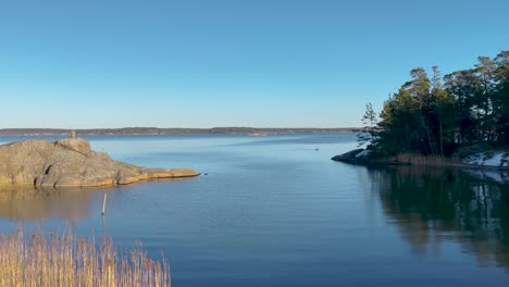 Bird-swims-in-calm-water-by-forested-island-in-Baltic-Sea-archipelago