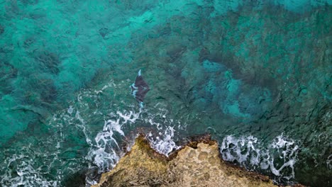 Manta-ray-swims-along-rocky-coastal-surface-above-reef-in-clear-Caribbean-ocean-water,-aerial-bird's-eye-view