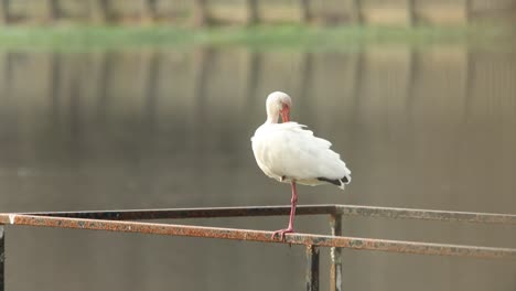 Ibis-Blanco-Acicalándose-Y-Sentado-En-Una-Barandilla-De-Un-Muelle