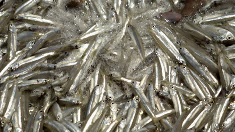 Fresh-Anchovy-fish-shuffling-in-Fish-harbour