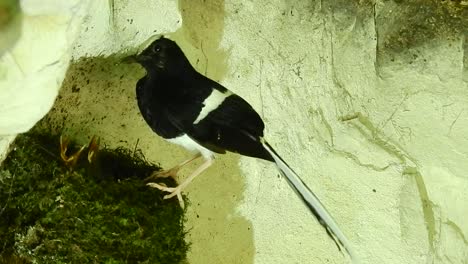 White-crowned-forktail-giving-food-to-her-babies-on-the-nest