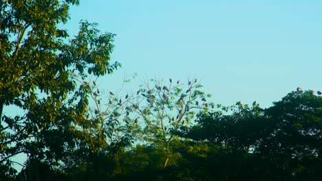 Bemalte-Storch-Zugvögel-Indien-Nach-Bangladesch-Migration-Im-Wald