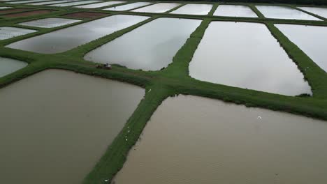 Small-tractor-driving-along-irrigated-rice-fields,-Bayaguana,-Comatillo-in-Dominican-Republic
