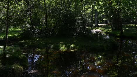 Schattige-Aufnahme-Eines-Pools-Im-Waldbach-Mit-Sonneneinstrahlung,-Plätscherndem-Wasser-Und-Reflexionen-Im-Sommer-Im-New-Forest,-Hampshire,-Großbritannien