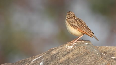 Field-Sparrow-relaxing-on-rock-