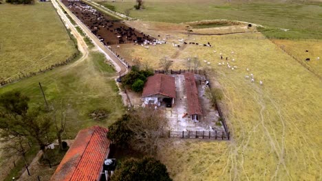 Schwarze-Und-Weiße-Rinder-In-Einem-Kraal-Getrieben,-Luftdrohne-Überflug