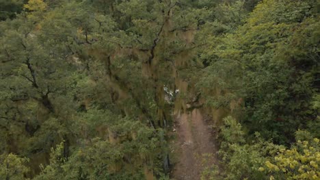 Weißer-Cherokee-Truck-Fährt-Während-Eines-Abenteuers-In-Den-Bergen-Durch-Einen-Wald-Mit-Riesigen-Bäumen