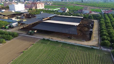 Cow-animal-farm-factory-production-drone-aerial-view-amidst-agricultural-field