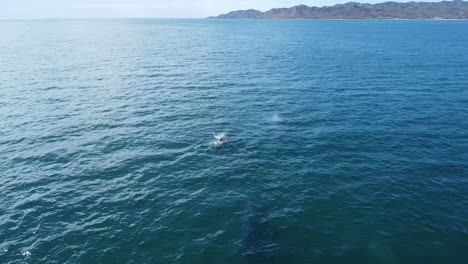 Two-gray-whales-swimming-below-the-water-surface,-Baja-California,-Mexico