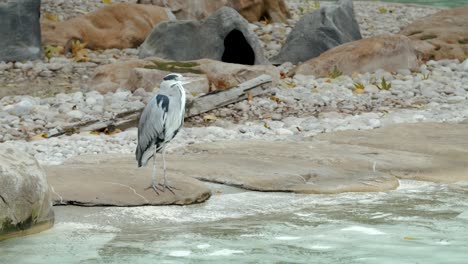 Slow-motion-shot-of-Crane-on-the-stood-on-rocks-by-the-side-of-a-zoo-pool