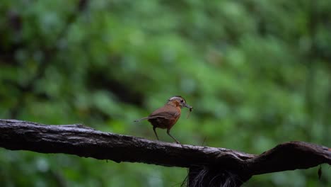 Un-Pájaro-Charlatán-Javanés-De-Capa-Negra-Y-Plumas-Marrones-Posado-En-La-Rama-De-Madera-Mientras-Come-Termitas