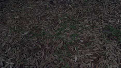 Dry-and-scattered-leaves-Forest