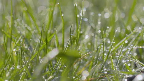 Makroaufnahmen---Nahaufnahme,-Tau-Auf-Gras,-Sonnenlicht,-Bokeh