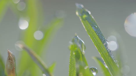 Sunlight-filters-through-droplets-on-grass,-each-droplet-acting-as-a-prism-reflecting-the-quiet-energy-of-a-new-day,-emphasizing-the-intricate-patterns-of-nature
