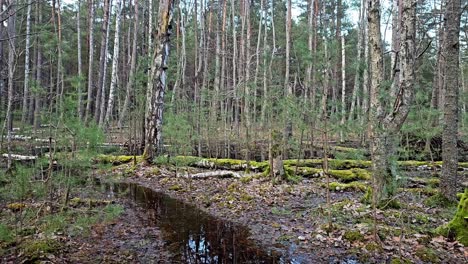 Un-Bosque-Inundado-Con-Un-Arroyo-Que-Lo-Atraviesa.