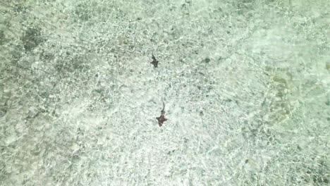 Sharks-swim-in-clear-shallow-water-shimmering-from-sunlight-current-ripples-on-sandy-bottom