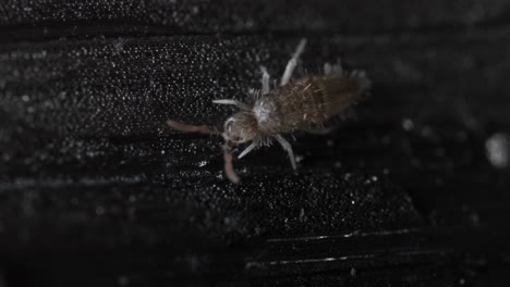 Springtail-Moving-on-Black-Textured-Background