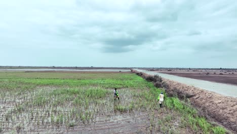 Farmers-working-in-a-rice-field-in-Sindh-Pakistan-in-Golarchi,-drone-footage-rotate