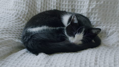 Schwarz-weiße-Katze-Ruht-Auf-Weißem-Sofa
