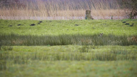 Paar-Rehe-Versteckt-Sich-Im-Hohen-Gras-Am-Windigen-Flussufer