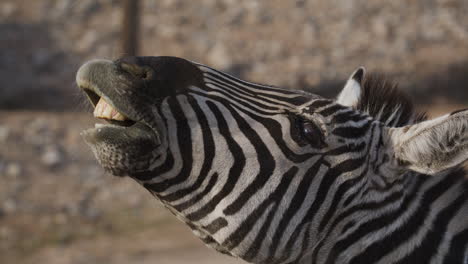 Zebra-Extreme-Nahaufnahme-Lustige-Gesichter