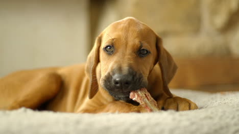 A-2-month-old-Rhodesian-Ridgeback-puppy-chewing-on-a-snack
