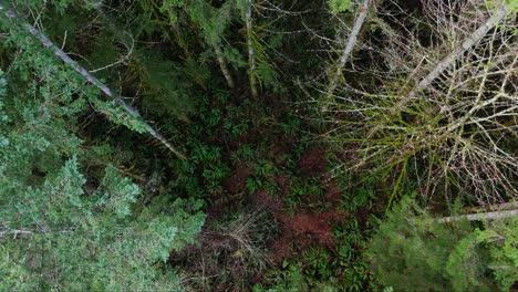 Vista-Ascendente-Lenta-Del-Noroeste-Del-Pacífico-Desde-El-Suelo-Del-Bosque-Cubierto-De-Musgo-Hasta-Las-Copas-De-Los-árboles-Del-Bosque-Siempre-Verde-En-El-Estado-De-Washington