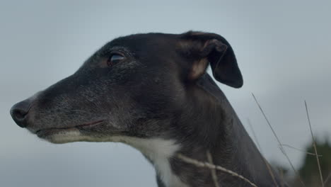 Greyhound-pet-animal-with-long-neck,-closeup