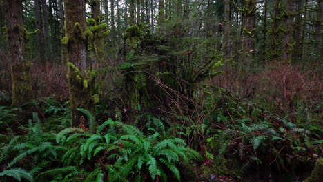 Pazifischer-Nordwest-Mooswald-Mit-üppigen-Grünen-Pflanzen-Und-Farnen-Im-Bundesstaat-Washington