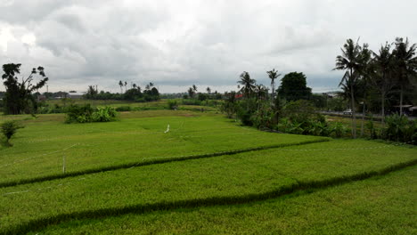 Granja-De-Arrozales,-Bali-En-Indonesia.-Avance-Aéreo