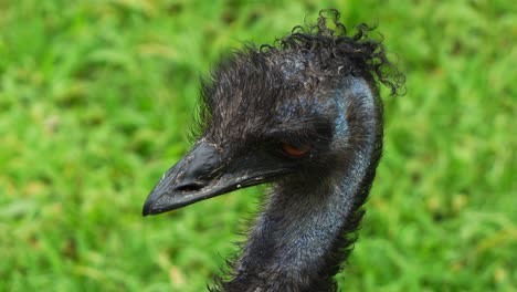 Close-up-portrait-shot-of-an-Australian-flightless-bird-species,-an-Emu,-dromaius-novaehollandiae-spotted-on-the-grassland,-curiously-wondering-around-the-surrounding