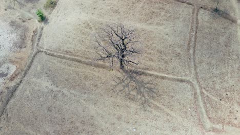 Trockenzeit-Toter-Baum-Auf-Kargen,-Mit-Smog-Gefüllten,-Trockenen-Reisfeldern,-öde-Landschaft-In-Nordasien