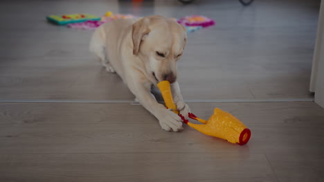 Cute-labrador-puppy-is-biting-and-destroying-her-toy