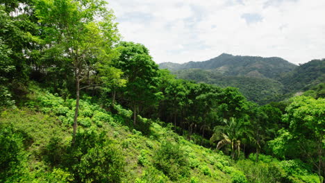 Vuelo-Bajo-Entre-árboles-Tropicales-En-El-Bosque-En-Una-Ubicación-Remota