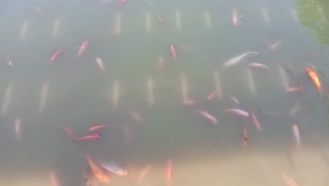 Fish-swimming-in-the-pond-and-tame_slow-motion