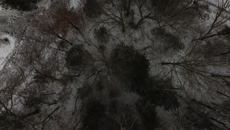 Oben-Blick-Auf-Waldbäume-Mit-Blattlosen-Zweigen-Im-Winter