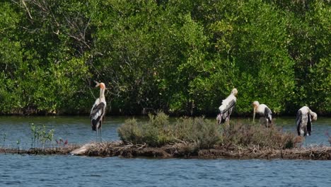 La-Cámara-Se-Aleja-Y-Revela-Estos-Cuatro-Grandes-Pájaros-Juntos,-Acicalándose-Y-Cuidando-El-Nido,-Cigüeña-Pintada-Mycteria-Leucocephala,-Tailandia