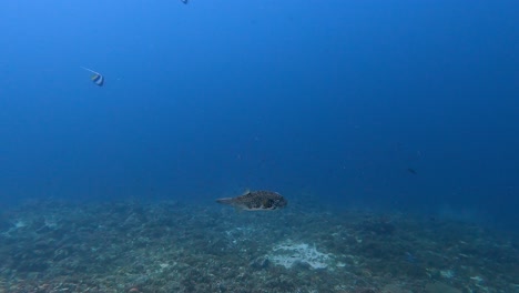 Weißfleckiger-Kugelfisch-Arothron-Hispidus-Schwimmt-Auf-Blauem-Meeresboden