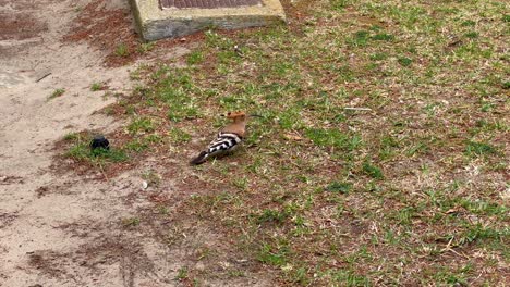 Hermoso-Pájaro-Upupa-Epops-Buscando-Insectos-En-La-Hierba