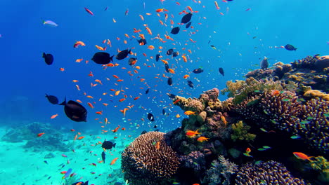 Schwarm-Tropischer-Fische-Schwimmt-Im-Roten-Meer-In-Sharm-El-Sheikh,-Ägypten