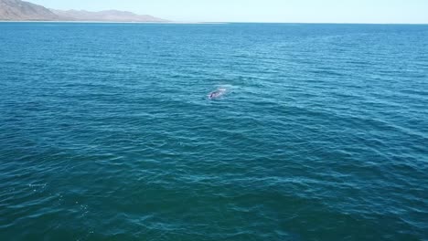 Ballenas-Grises-Soplando-Agua-En-Mar-Abierto-Cerca-De-La-Costa-Mexicana