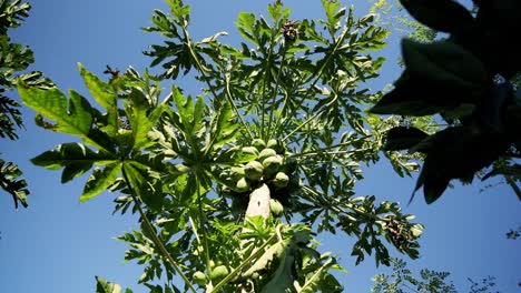Schöne-Aufnahme-Eines-Grünen-Papayabaums-Mit-Einer-Ansammlung-Von-Papayas-Auf-Dem-Baum-Bei-Blauem-Himmel-Und-Schönem-Sommerwetter