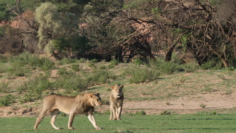 Leones-Vagando-Por-La-Sabana-Del-Sur-De-áfrica