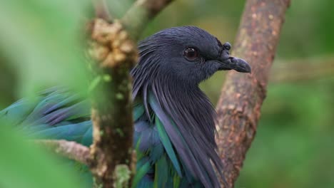 Wild-adult-nicobar-pigeon,-caloenas-nicobarica-with-a-distinctive-bill-knob,-roosting-in-dense-vegetation,-close-up-shot-of-a-near-threatened-animal-bird-species