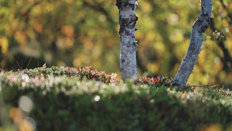 Birkenstämme-über-Dem-Weichen-Unterholz-Im-Herbst-Tundra