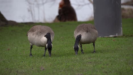 Canada-Geese-grazing-on-grass-in-Heidelberg-Park,-Germany